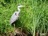 blauwe reiger